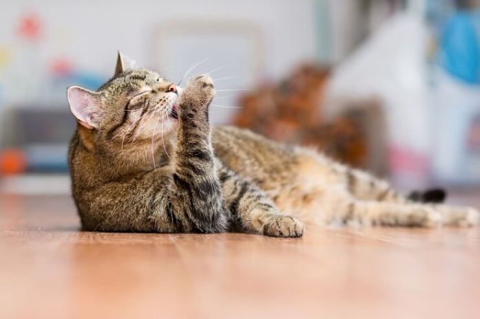 Cat licking its paws.