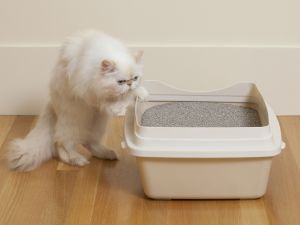 Cat Avoids Litter Box