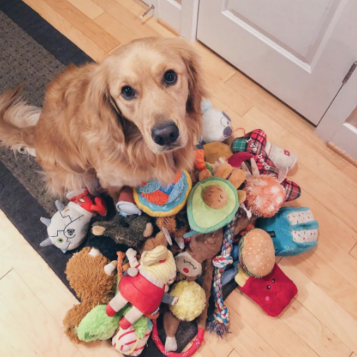 A dog sitting in a pile of toys.