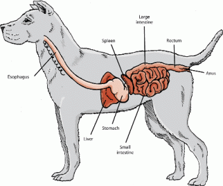 An illustration of a dog digestive system.