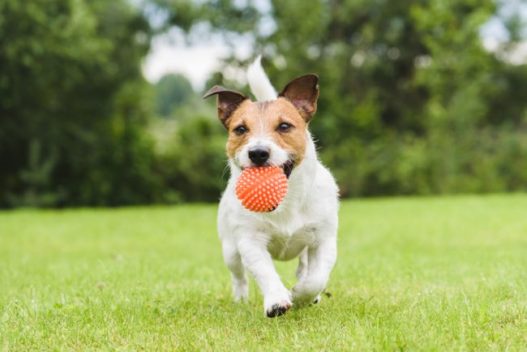 A Puppy playing catch in a large green field