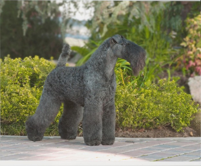 kerry blue terrier