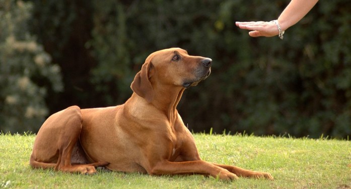 Not setting boundaries with your animals is one of the most common mistakes pet owners make, that can lead to aggressive, disobedient behaviour.