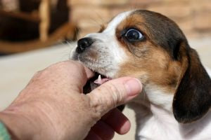 Dog biting finger