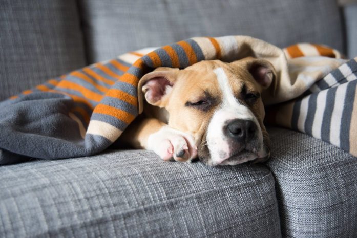 A dog wrapped up in a blanket, looking sick.