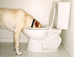 Dog toilet bowl