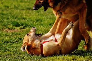 Dogs Fighting