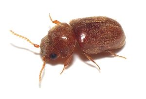 Drugstore_beetle