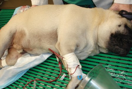 A dog getting a IV fluid treatment at the vet clinic or hospital.