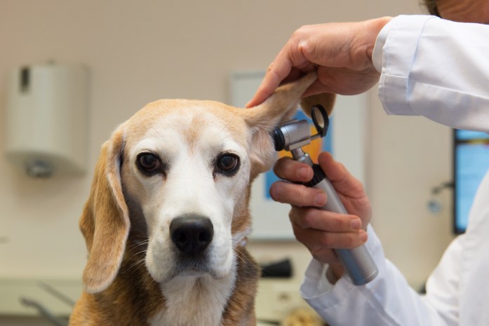 One of the most common mistakes pet owners make — not taking your pet to the vet often enough.