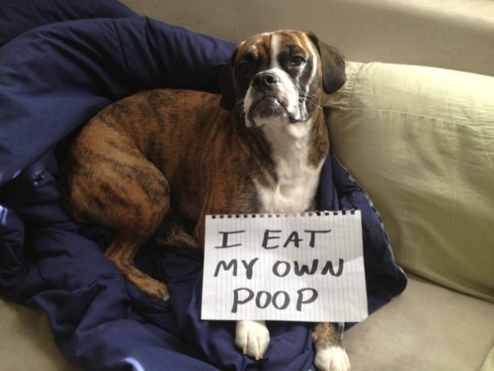 I eat my own poop