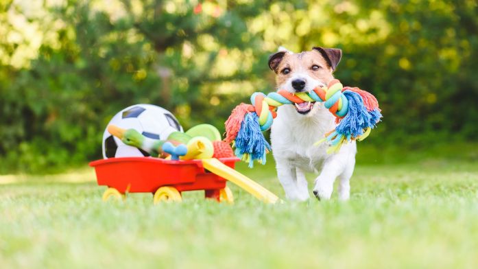 Cleaning Pet's Toys: It is important to regularly wash your pet's toys as they are popular breeding sites for germs and bacteria.