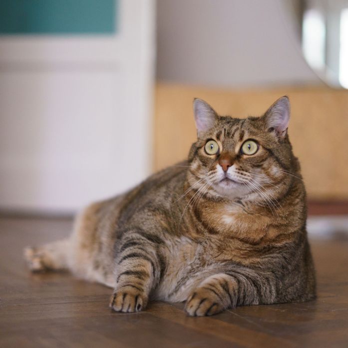 One of the signs your pet isn't feeling well — drastic changes in weight.