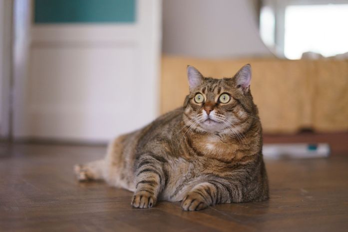 Obesity in cats or dogs are  serious issues — overfeeding should be controlled to ensure our pets grow up strong and healthy.