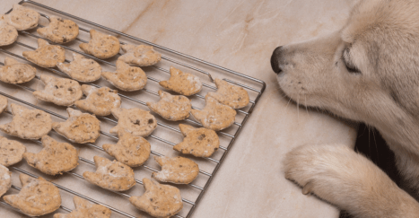 A dog peaking over the counter at the delicious homemade dog treats.