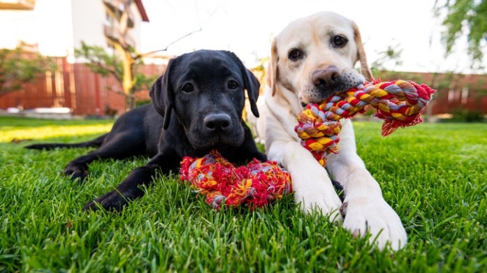 Cleaning Pet's Toys: Two dogs chewing on to their rope toy in a garden.