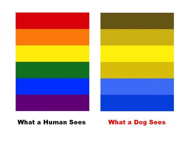 Image result for how dogs see colors