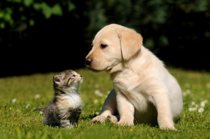 Kitten and Puppies