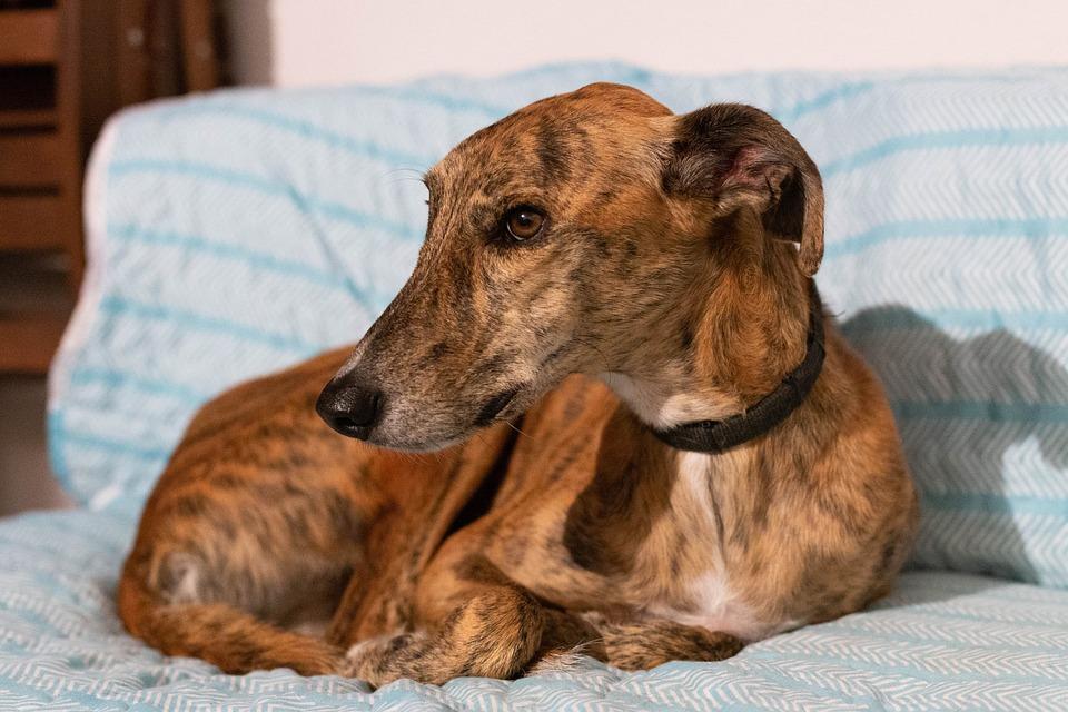 Dog, Greyhound, Laying, Stripes, Brown, Sofa, Serious