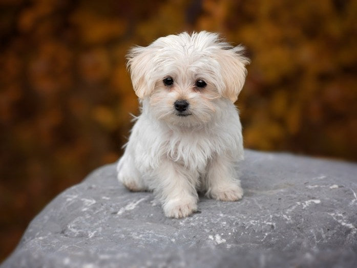 Hypoallergenic dog breed -Puppy Maltese