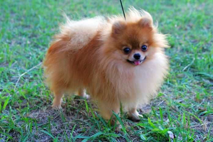 Pomeranian