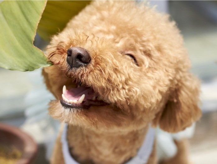 Hypoallergenic dog breed - poodle breed smiling dog