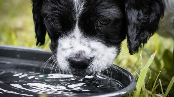 A dog drinking water from a bowl of cool fresh water.