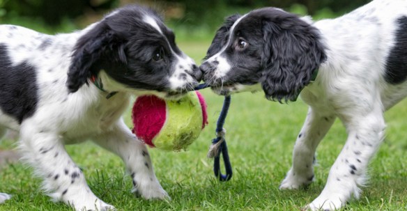 2 puppies playing tug together on a playdate