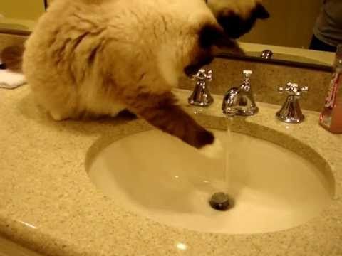 Ragdoll play sink