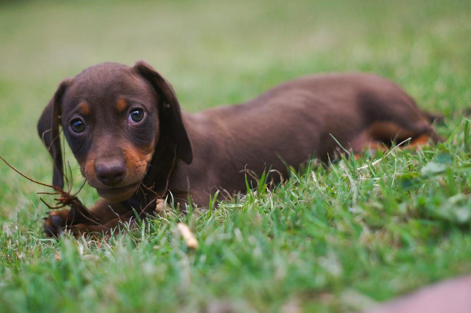 Dog, Puppy, Daschund, Tekkel, Sausage Dog, Cute, Pet