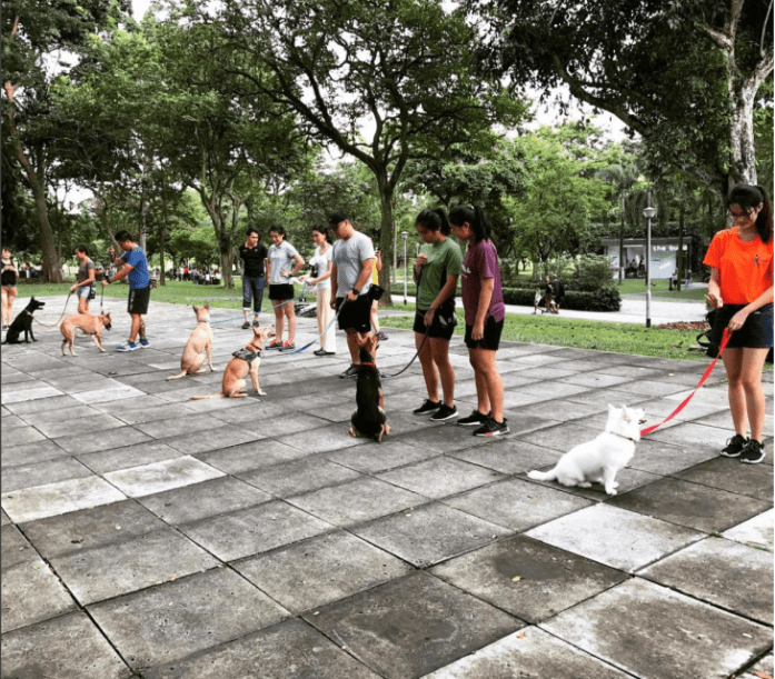 Active k9 Academy Basic Obedience Course