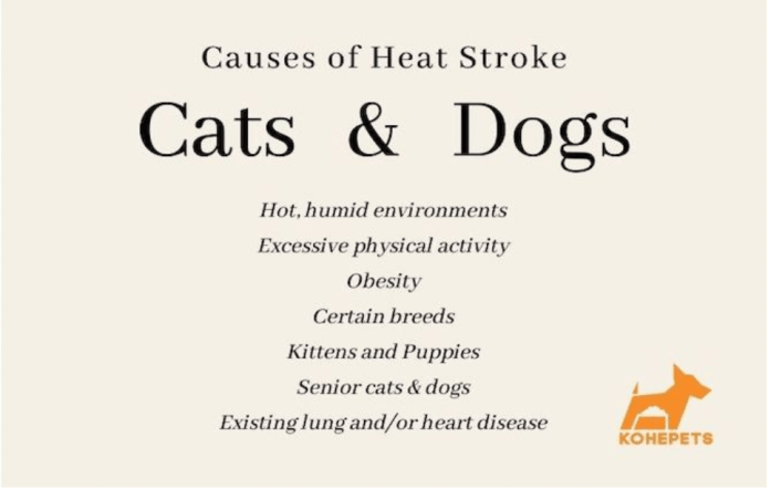 Image illustrates the causes of heat stroke in pets (both cats & dogs).