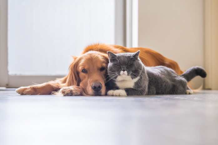 A senior cat and dog lying on the floor