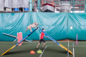 Singapore's Indoor Dog Park showing a dog running up the obstacle course.