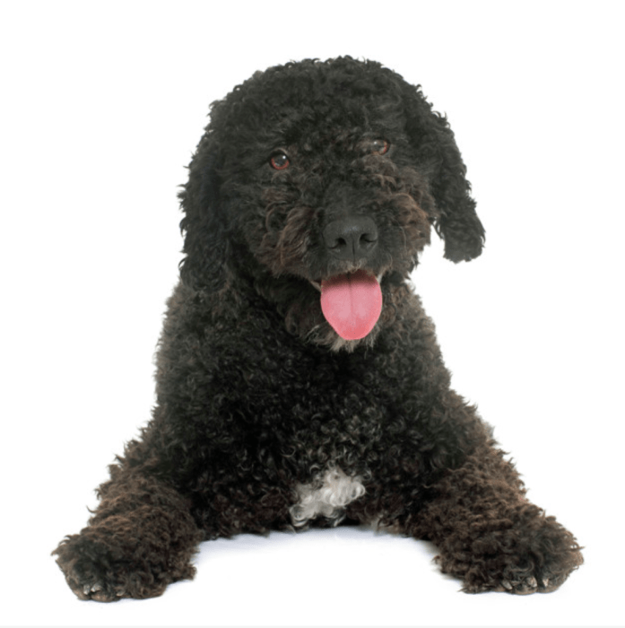 Picture of a Spanish Water Dog