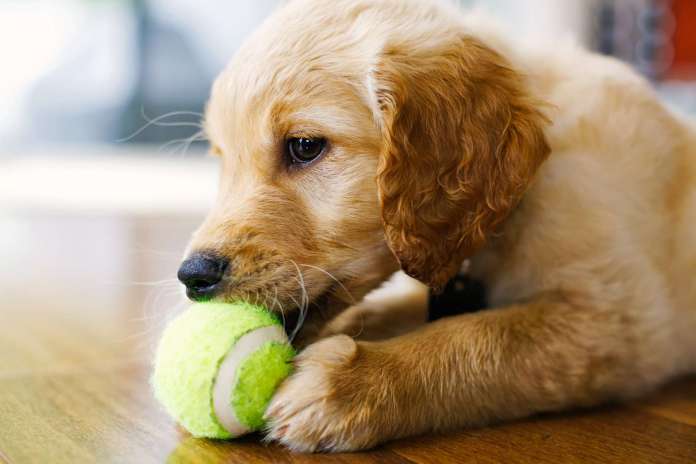 A puppy biting on to a tennis ball after playing fetch indoors