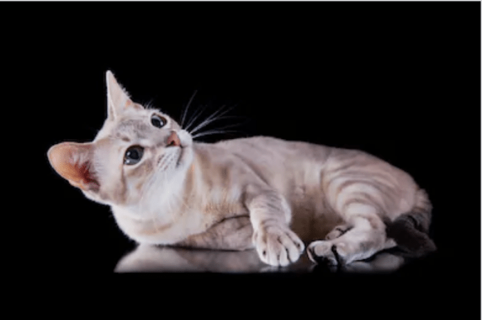 Tonkinese kitten lying down