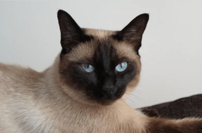 tonkinese blue eyes