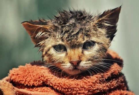 A Kitten getting cooled in a wet towel to prevent heat stroke.