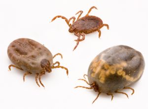 Types of Ticks