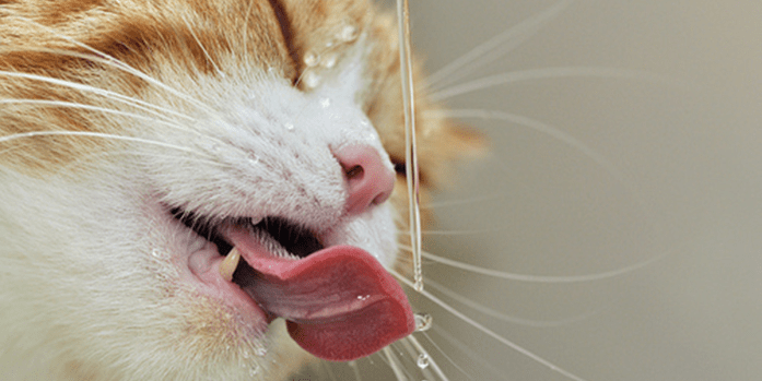 Cat Drinking Water — How Much Is Enough?
