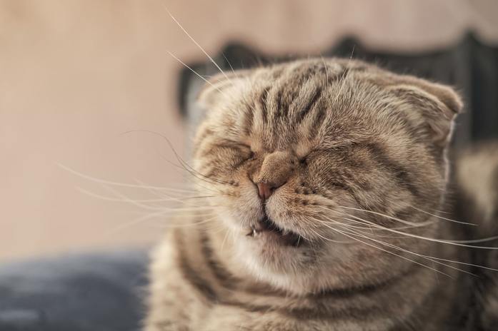 A cat sneezing.