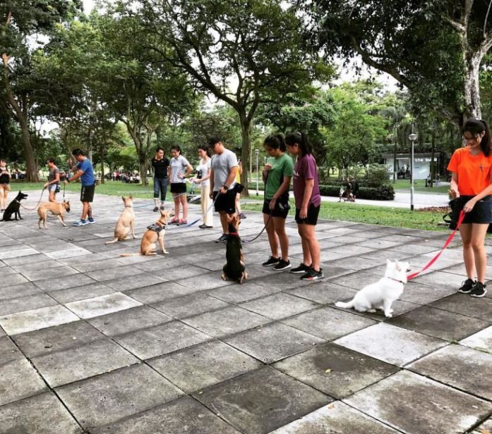 Active K9 Academy Dog Training Singapore