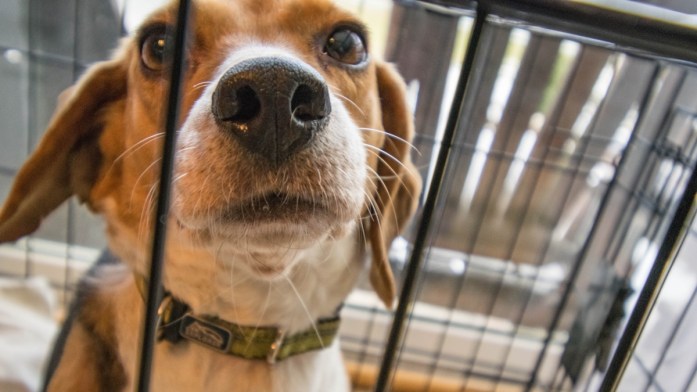 beagle at the shelter