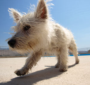 fur whitening allergy stains