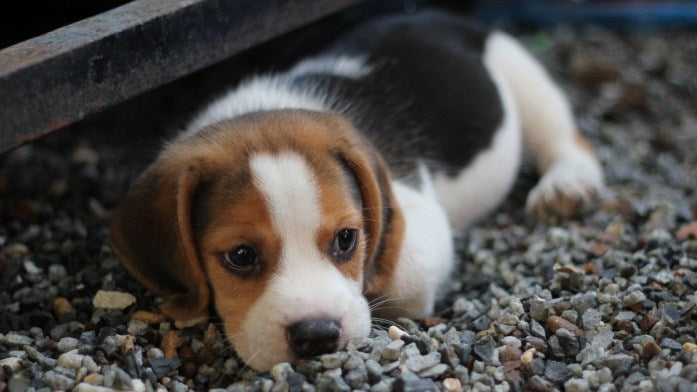 adorable beagle puppy lying on pebbles 