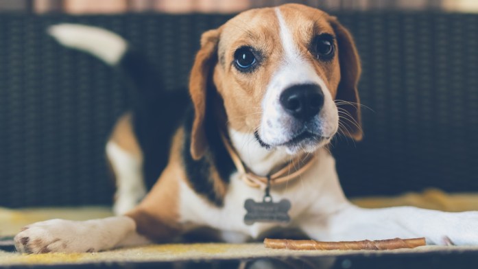 cute portrait of a beagle