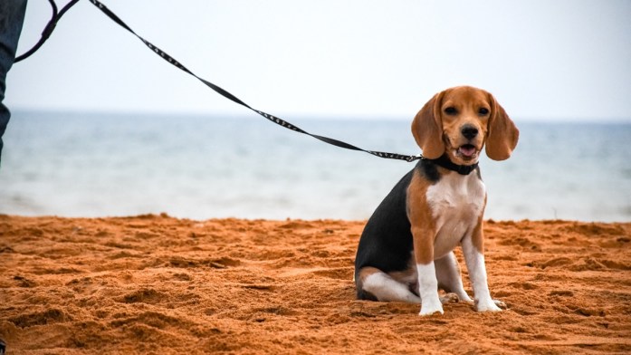 beagle on a day out at the beach with owner