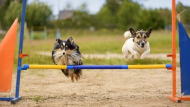 A group of 2 dogs jumping over a pole obstacle course.