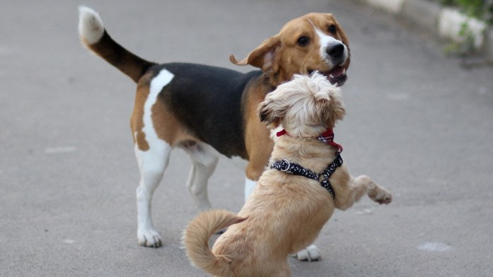 beagle playing with shih tzu